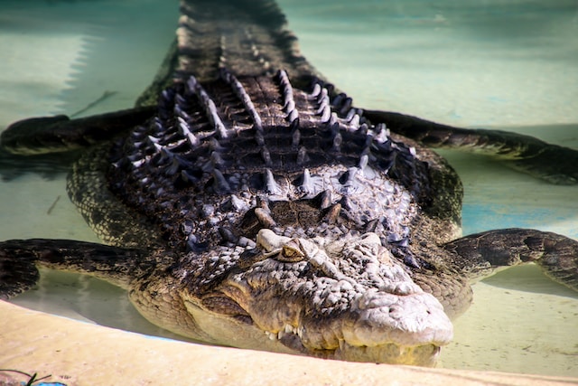 Crocodile-Adventureland-Langkawi 