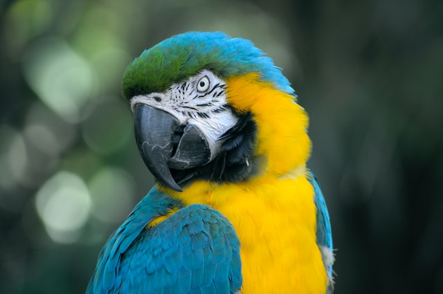 Langkawi-Bird-Paradise-Wildlife-Park