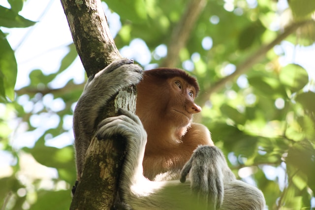 Proboscis-Monkeys-Bako-National-Park-Sarawak