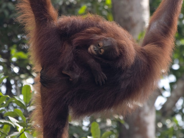 Orangutans-Semenggoh-Nature-Reserve-Sarawak