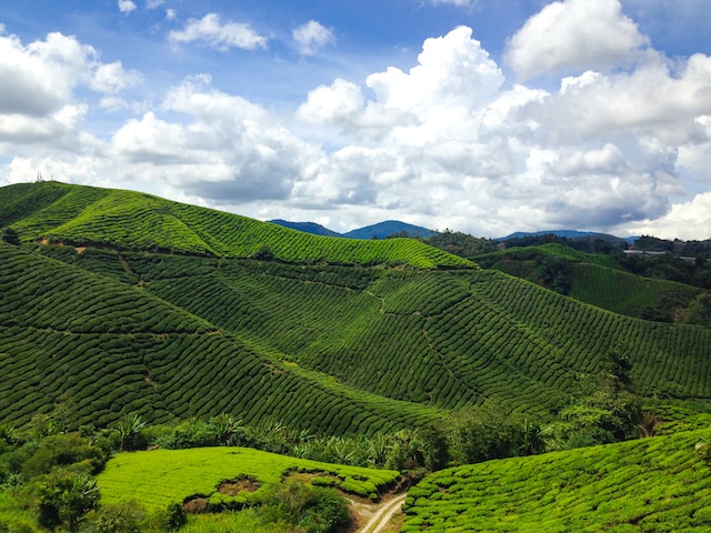 Cameron Highlands, with its cool climate, lush tea plantations, vibrant flower gardens, and unique attractions stands out as one of the most famous tourist attractions in Malaysia.