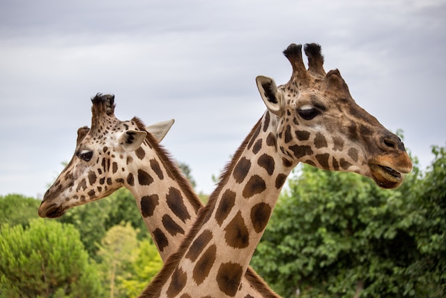 giraffe-national-zoo-kuala-lumpur