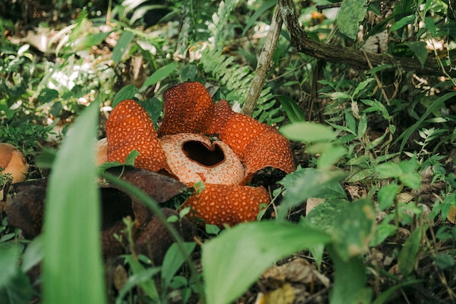 rafflesia-the-worlds-largest-flower-sabah