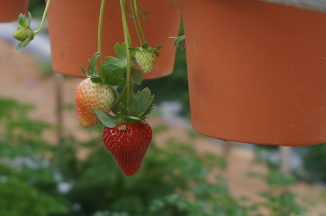 strawberry-farm-cameron-highlands