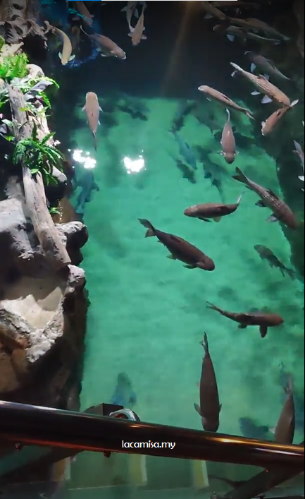 Other fishes can be watch here in Aquaria KLCC Kuala Lumpur