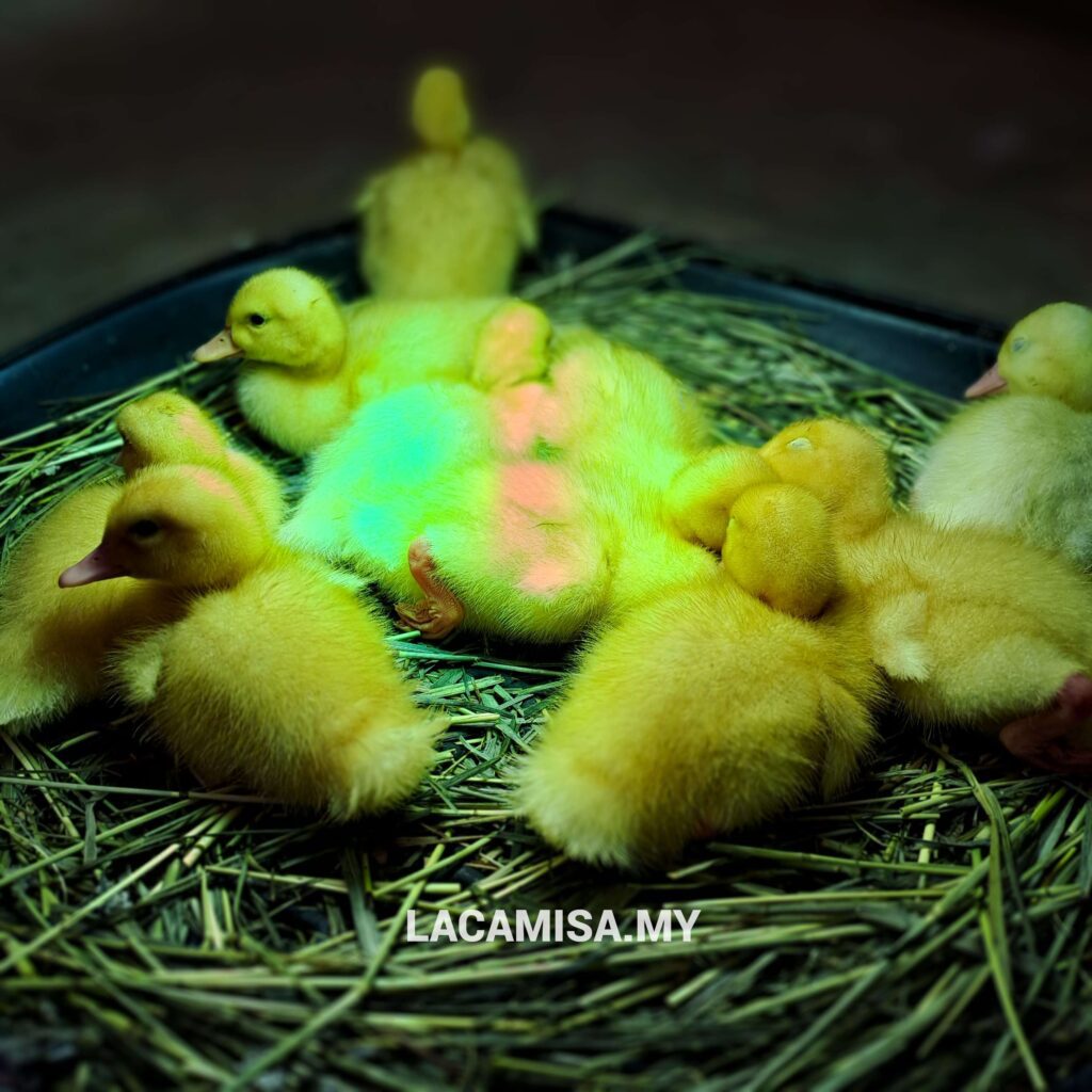 Some of the baby ducks in IOI City Farm in their nest chilling and sleeping