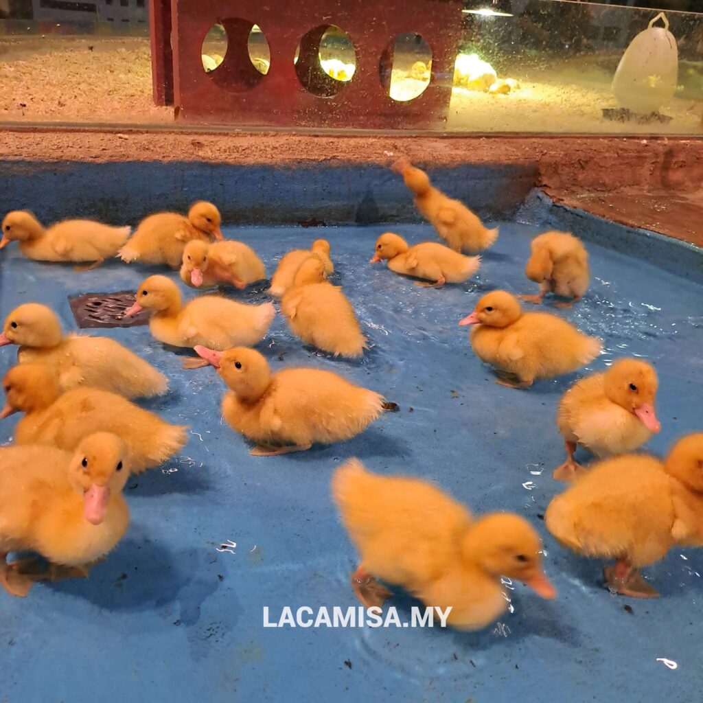 Baby Ducklings in IOI City Farm