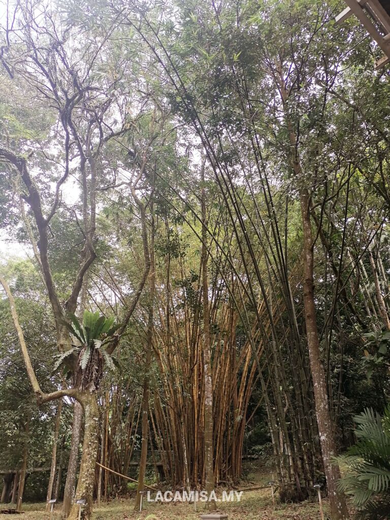 Bamboo trees in Putrajaya Botanical Garden