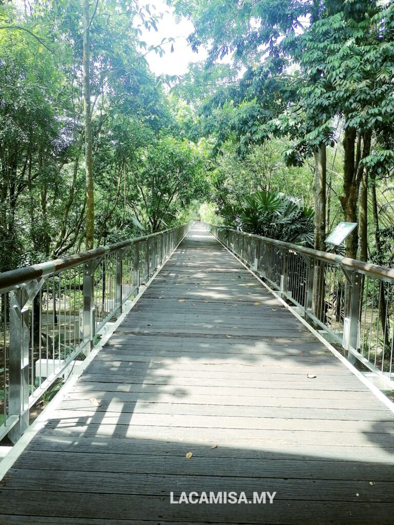 Visitors can walk on the wooden bridge to enjoy the view from up above in Putrajaya Botanical Garden