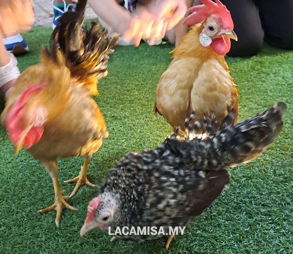 Children are allowed to touch these chickens in IOI City Farm Putrajaya