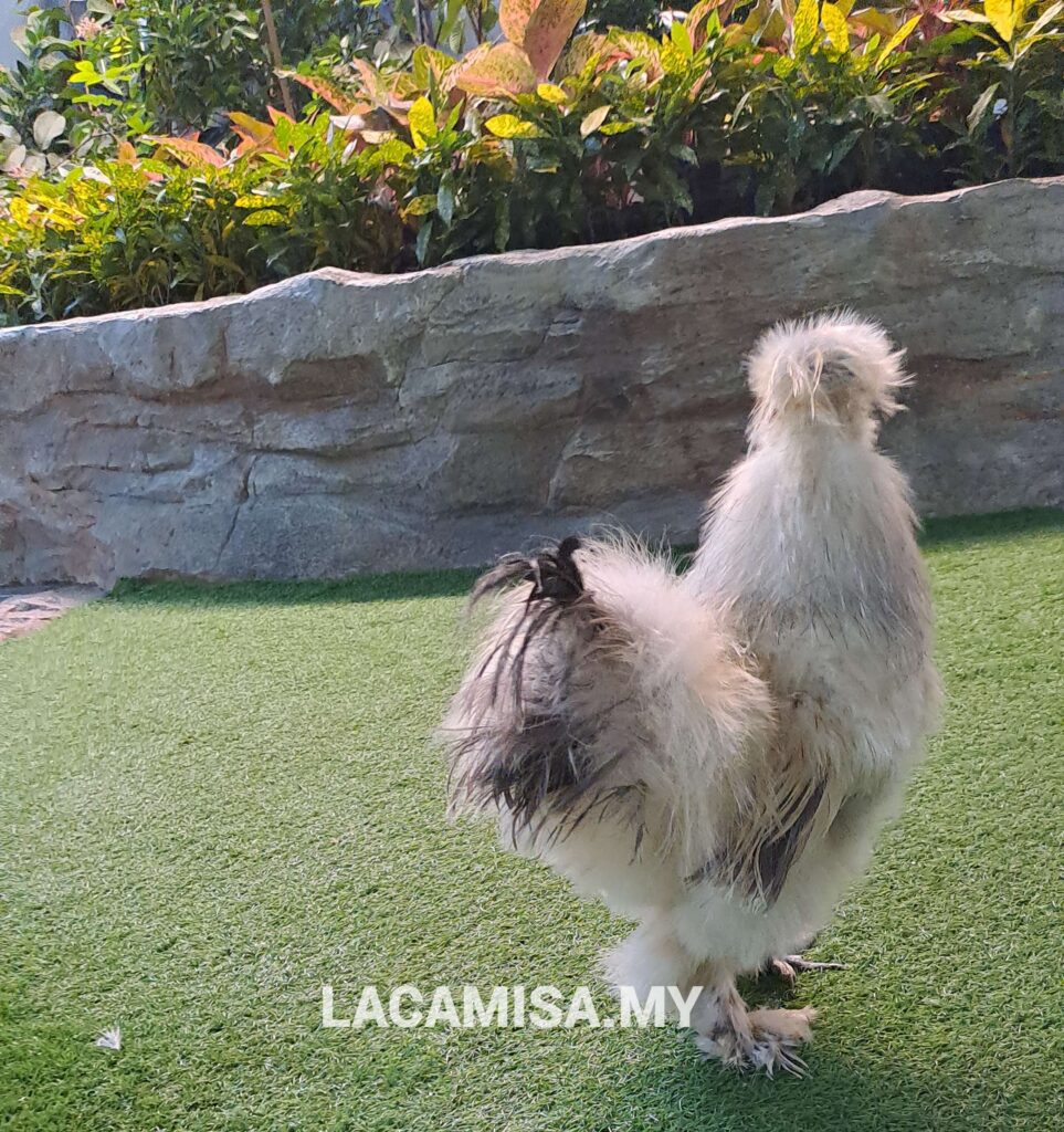 Fluffy chicken IOI City Farm Putrajaya