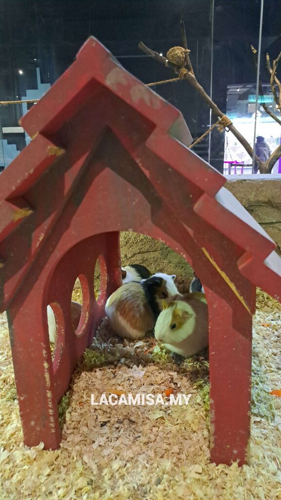 Cute little guinea pigs in IOI City Farm Putrajaya