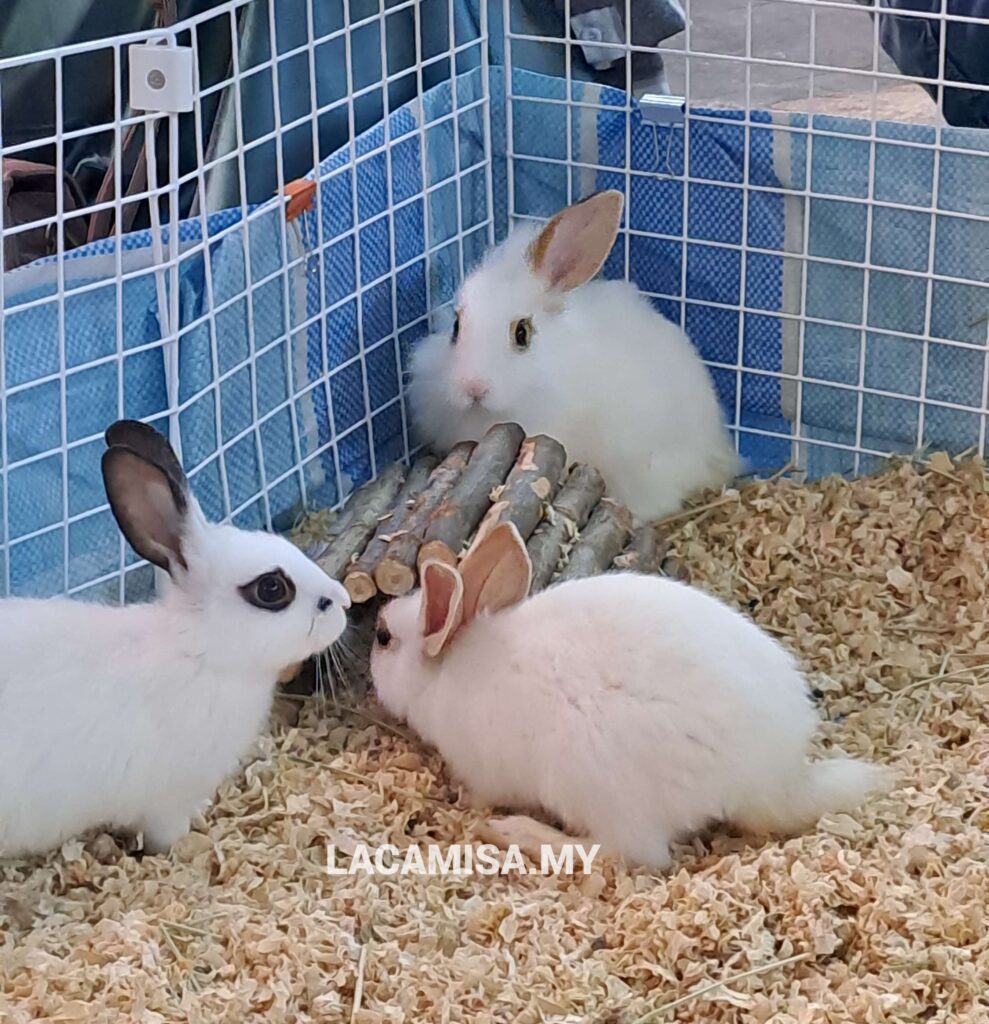 Some other animals available here in IOI City Farm are these adorable rabbits