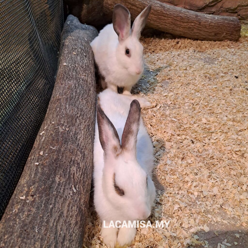 Some other animals available here in IOI City Farm are these adorable rabbits