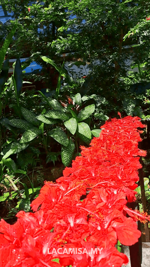 Beautiful hibiscus flowers in Entopia by Penang Butterfly Farm