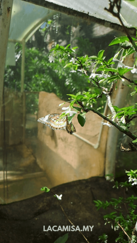 Butterflies is the main attraction in Entopia by Penang Butterfly Farm