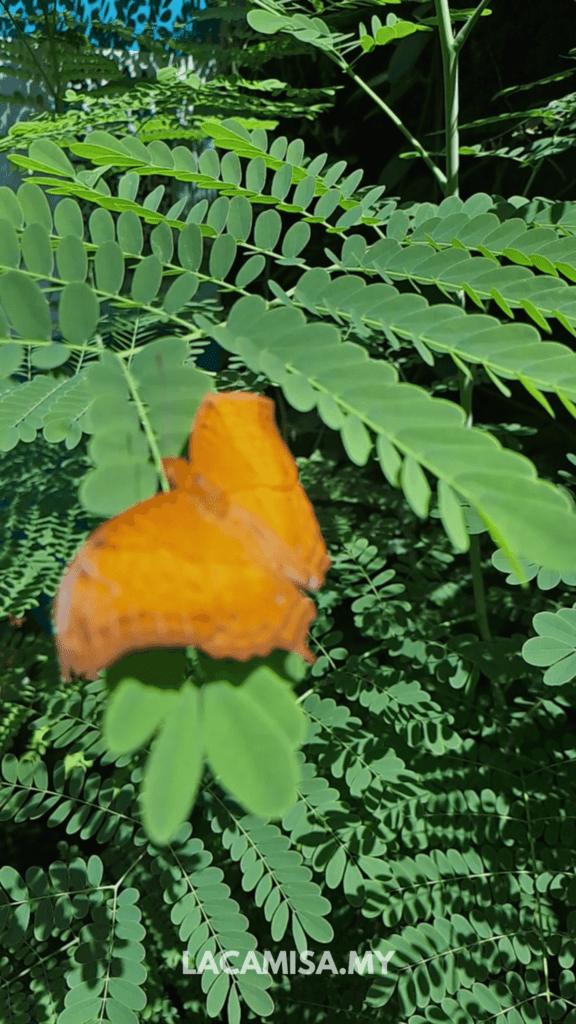 Some of the butterflies in Entopia by Penang Butterfly Farm