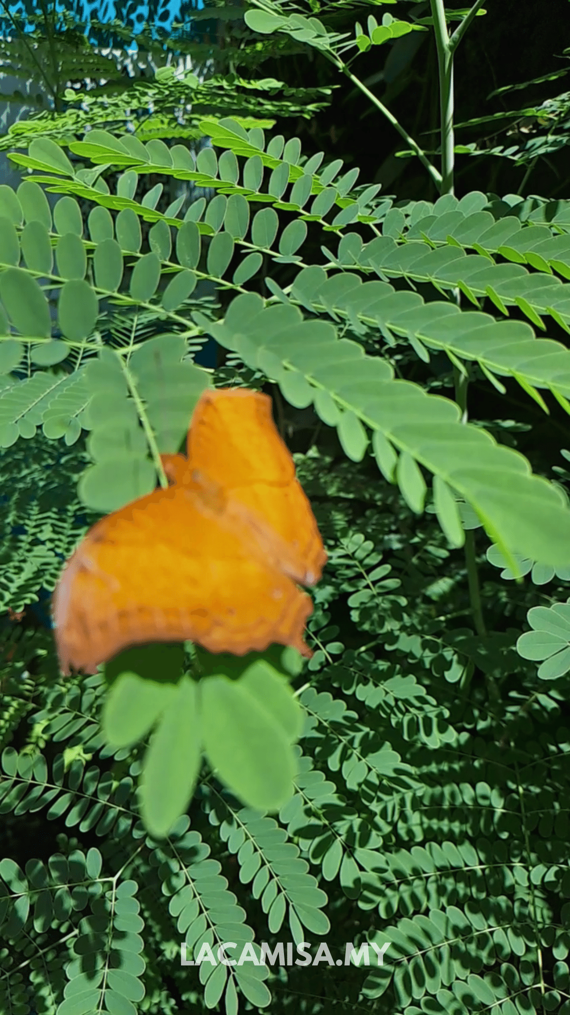 5 Best Things To Do In Entopia By Penang Butterfly Farm