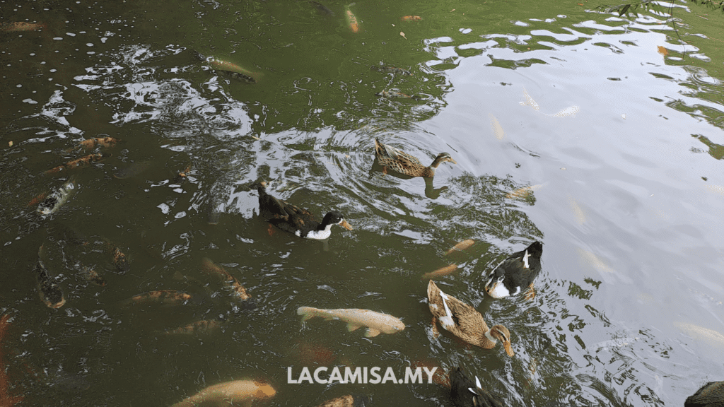 Fishes and goose swimming freely in the lake in farm in the city