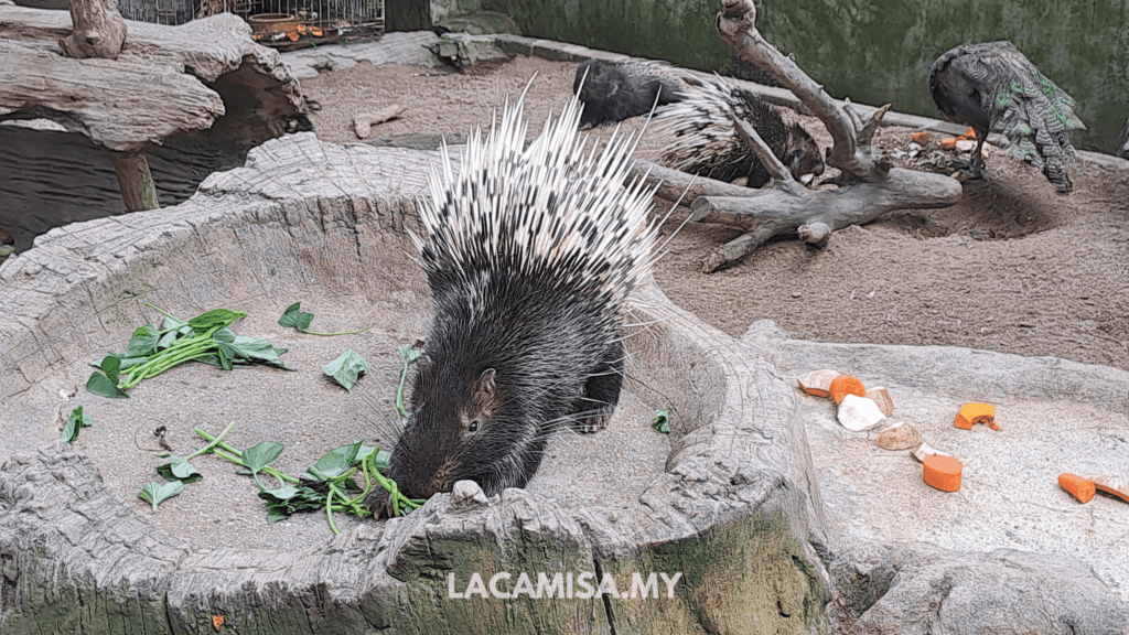 Porcupines in the Farm in the City