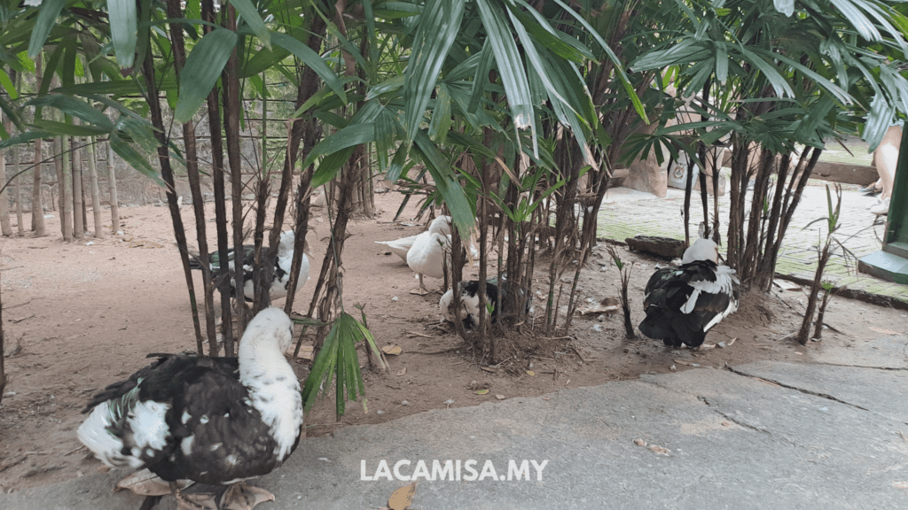 Animals roaming freely in Farm in the City