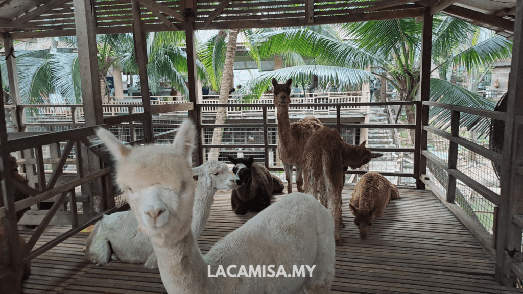 Visitors can have a chance to visit cute animals such as alpacas here in Farm in the City