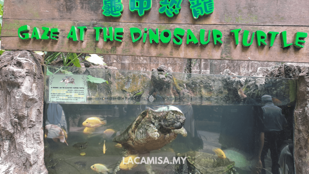 The dinosaur turtle in Farm in the City