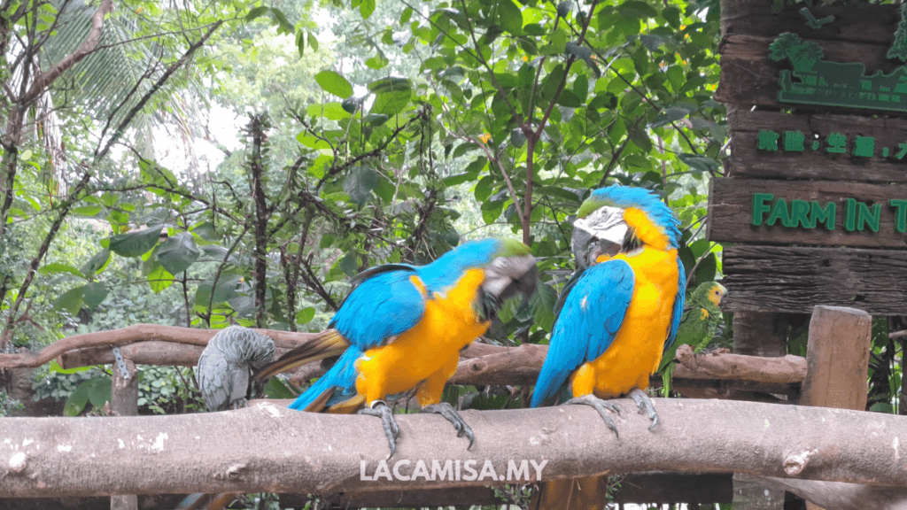 Pretty parrots in Farm in the City! You may get a chance to have it stand on your arms !