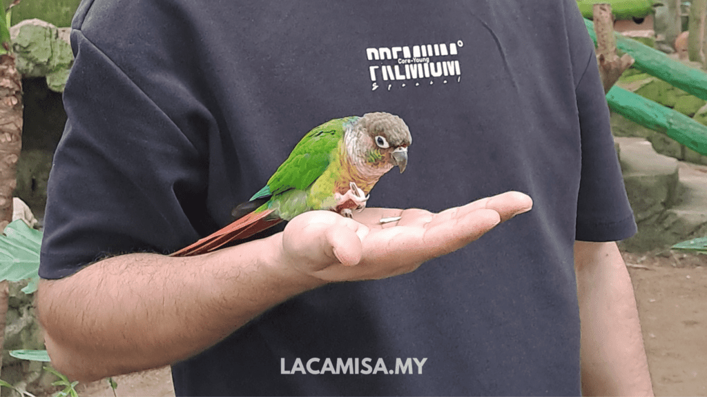 Get the chance to experience the birds being placed on your palm and feed them with some seeds