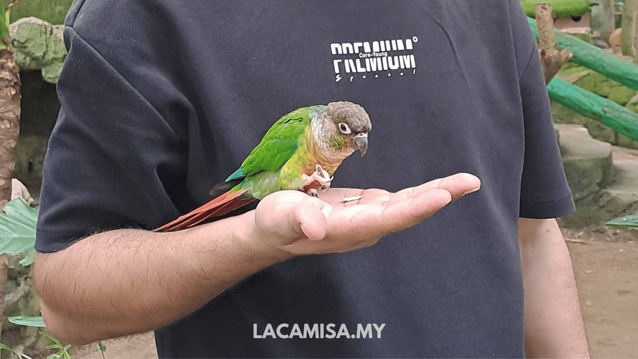 You can also experience petting the friendly bird while feeding them! in Farm in the City