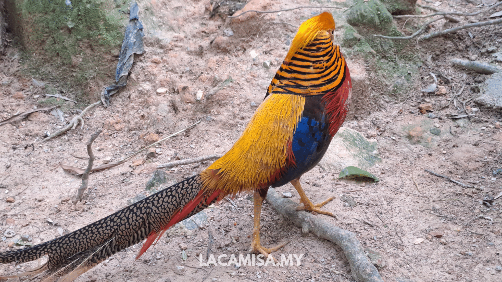 Colourful birds in Farm in the City