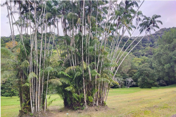 Lush bamboo trees in Penang Botanic Gardens. Photo credited to :https://www.trip.com/travel-guide/attraction/northeast-penang-island/penang-botanic-gardens-76095/ 