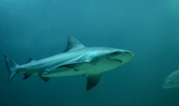 Sharks can be found in Aquarium Batu Maung, Penang. Photo credited to : https://www.tripadvisor.com/LocationPhotoDirectLink-g1193625-d4292868-i425457756-Aquarium_of_Fisheries_Research_Institute-Bayan_Lepas_Penang_Island_Pena.html