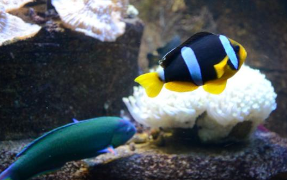 Other colorful fishes can be found here in Aquarium Batu Maung Penang. Photo credited to : https://www.tripadvisor.com/LocationPhotoDirectLink-g1193625-d4292868-i425457756-Aquarium_of_Fisheries_Research_Institute-Bayan_Lepas_Penang_Island_Pena.html