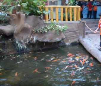 Visitors can get experiences feeding the fish in the ponds in Aquarium Batu Maung Penang. Photo credited to : https://www.tripadvisor.com/LocationPhotoDirectLink-g1193625-d4292868-i425457756-Aquarium_of_Fisheries_Research_Institute-Bayan_Lepas_Penang_Island_Pena.html