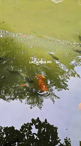 The crystal-clear waters of Taman Ipoh Jepun's allow visitors to clearly see the koi fish swimming, in the lake.
