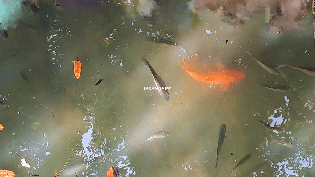 Koi fishes swimming happily in the ponds amidst nature.