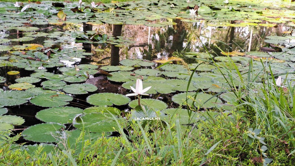 Lotus flowers in the nearby lake.