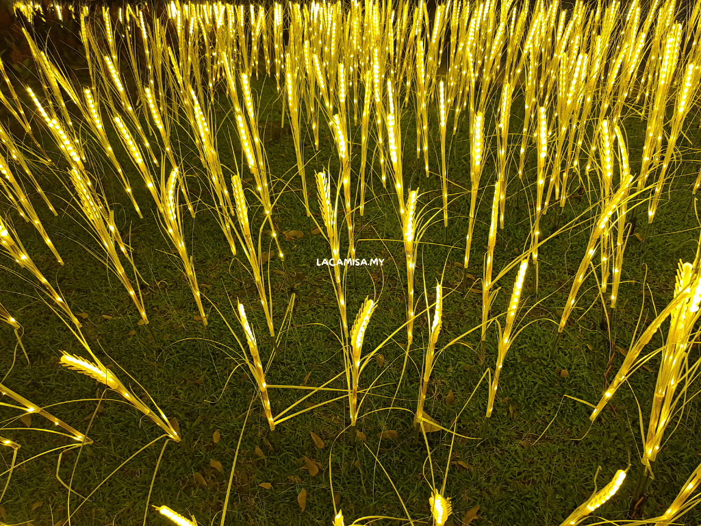 The beauty of illuminated rice fields