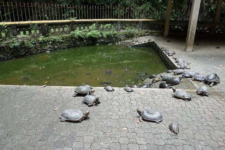 The tortoise pond. Photo credited to TripAdvisor.com. 