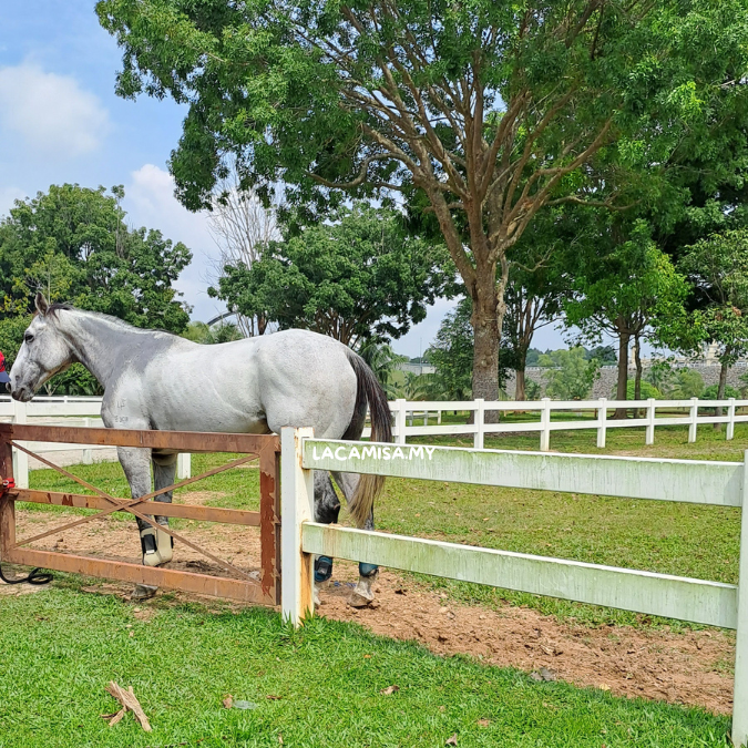 Interactive Horse Grooming Sessions  in Ekues Cabin Cafe Putrajaya 