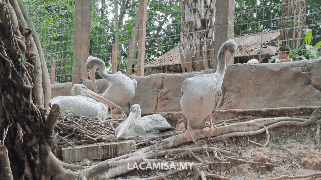 Pelicans in Farm in the City, Seri Kembangan, Selangor