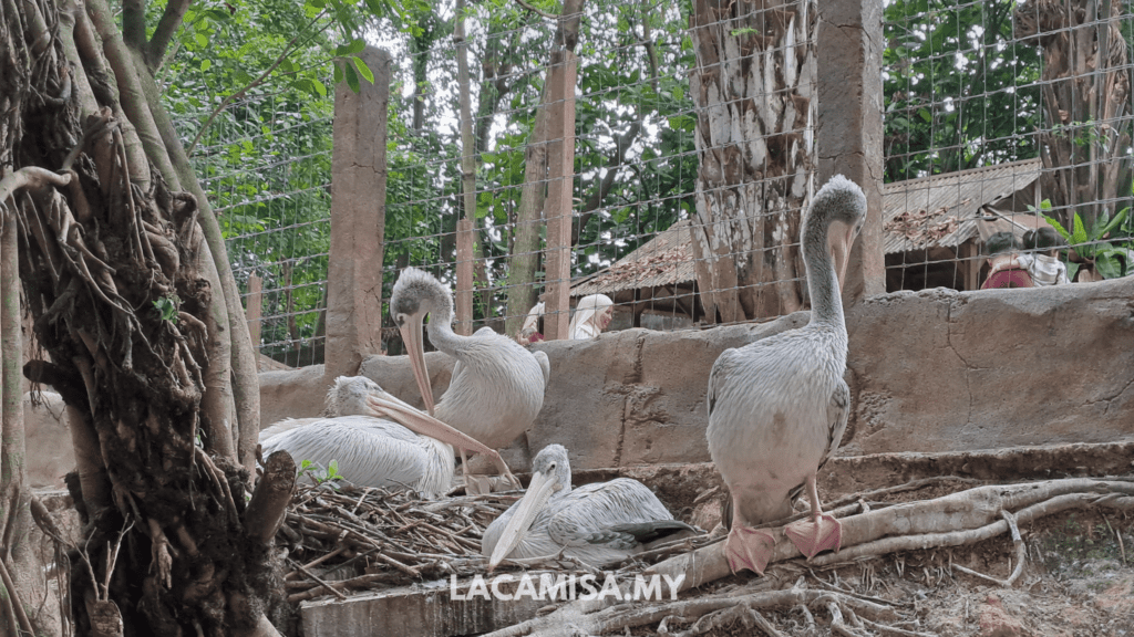Pink-Backed Pelicans in Farm in the City, Seri Kembangan, Selangor