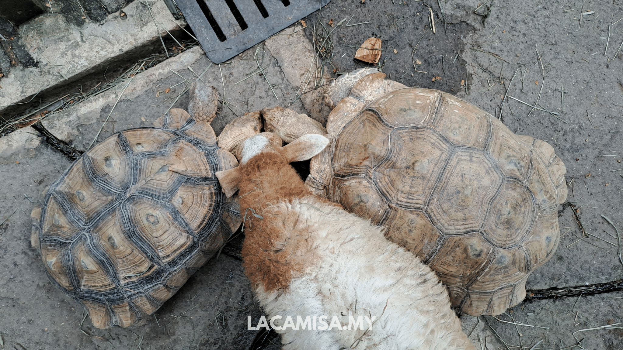 Tortoises in Farm in the City