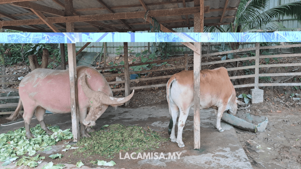 Pink Buffalo and Cows in Farm in the City, Seri Kembangan, Selangor