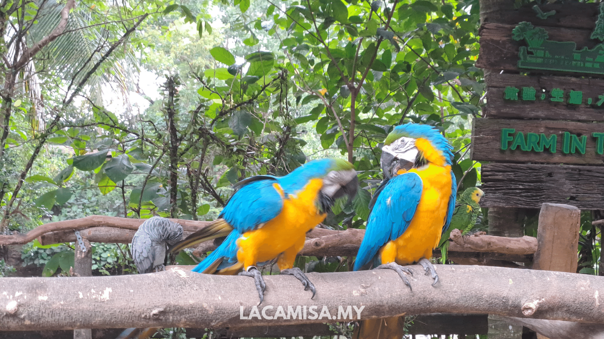 Macaws in Farm in the City