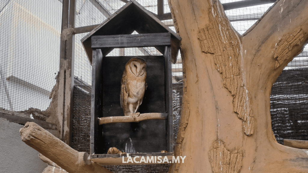The Owl in Farm in the City