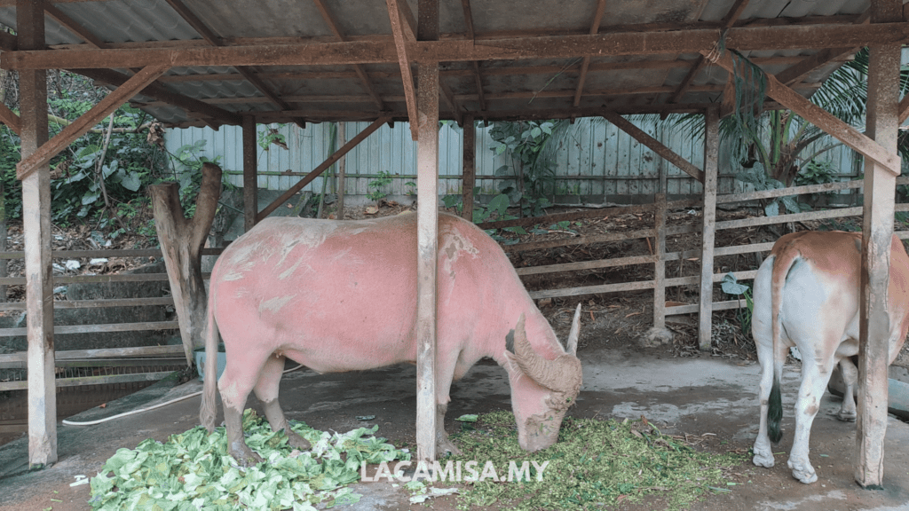 Pink Buffalo in Farm in the City, Seri Kembangan, Selangor