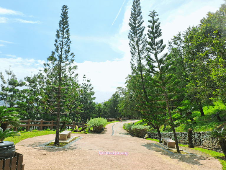 Cook's pine (Araucaria columnaris) can be found almost everywhere within Taman Saujana Hijau Putrajaya