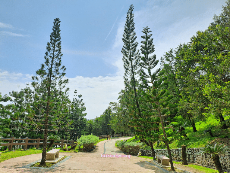 In Taman Saujana Hijau, you might find yourself confused between Cook's pine and Norfolk Island pine due to their similar appearances.
